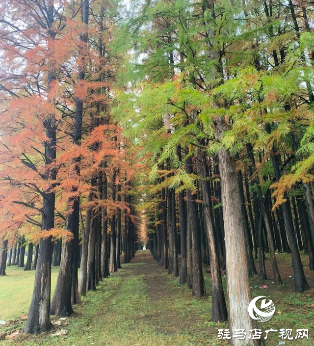 【大美天中】九龙瀑池杉林成夏日避暑热门地 山水交响绘就豫南清凉画卷