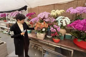 奉贤最大花卉市场上，蝴蝶兰、水仙等年宵花走俏图片