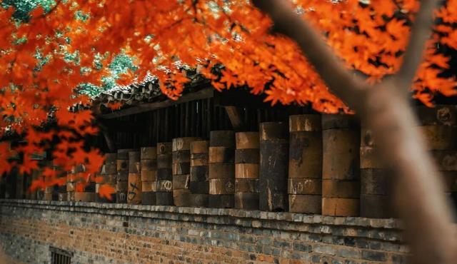 景德镇古窑枫叶 晕染千年瓷都的浪漫诗笺