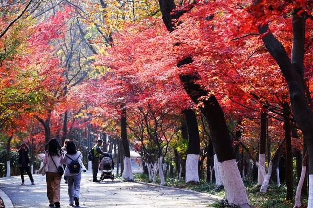 中大路 “红” 了！本周 C 位遛弯地预定！