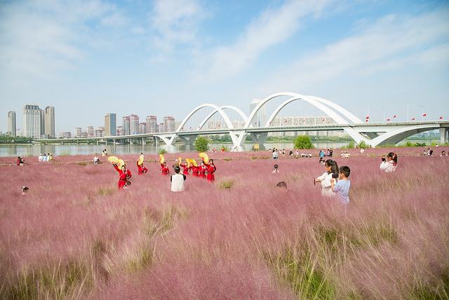 临沂：河湾公园粉黛花开如云似霞