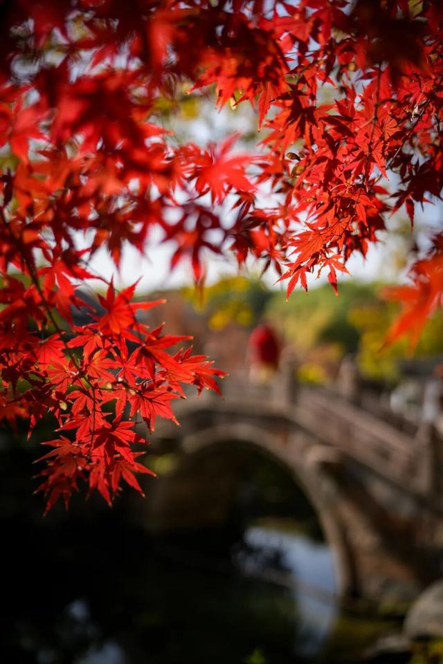 想你的“枫”，红了！终于红了！