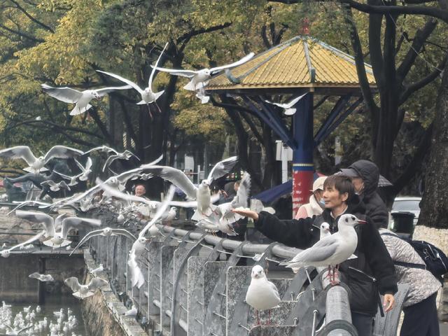低温难挡人鸥情 环西桥掀观鸥打卡热
