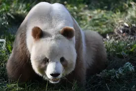 一起去看棕色大熊猫七仔图片