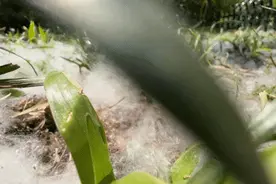 注意！进入杨柳絮高发期图片