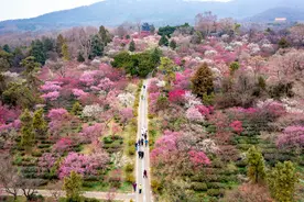 “樱”引人潮、“梅”上延链、 “菊”生春日，南京“花经济”一路芬芳图片