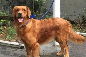 济南早已禁止饲养大型犬、烈性犬  90斤金毛跑起来小伙子都牵不住图片