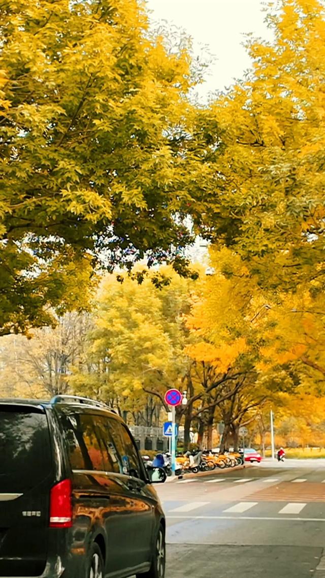 黄金大道秋意浓，石景山这条路进入最佳观赏期！