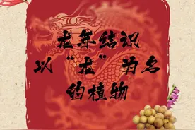 龙年结识以“龙”为名的植物图片