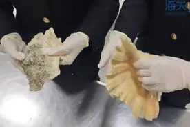 查获2个砗磲贝壳，总重1.1公斤！属于保护物种图片