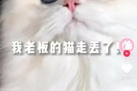 主人悬赏66666元寻猫，昆明一女生捡到，赏金已到账？各方回应→图片