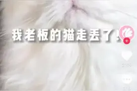 主人悬赏66666元寻猫，昆明一女生捡到，赏金已到账？各方回应→图片