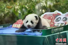 广州长隆“萌二代”大熊猫“妹猪”迎出生百日礼图片