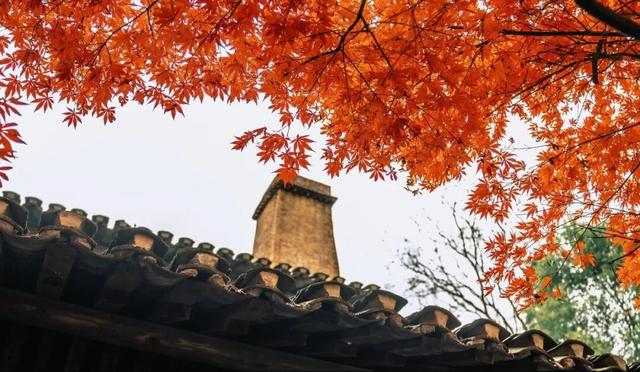 景德镇古窑枫叶 晕染千年瓷都的浪漫诗笺