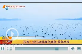 石首：长江故道群鸟翱翔 景象壮观图片