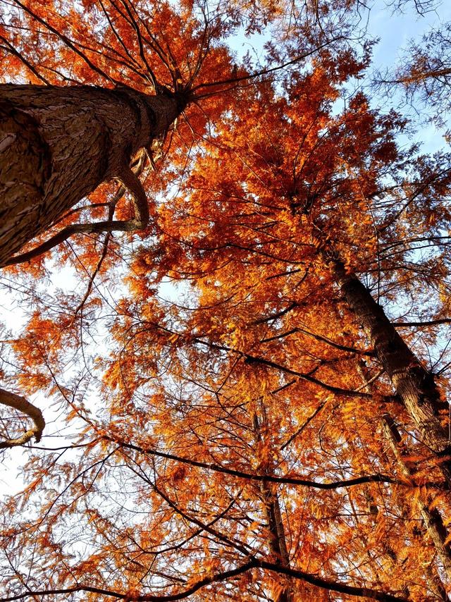 一园一画卷！藏尽老舍笔下的初冬浪漫