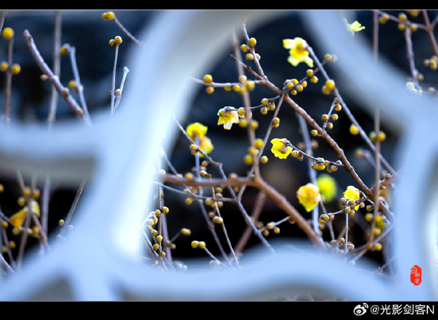 这个元旦假期，把时光“浪费”在秦淮最美的园子里~