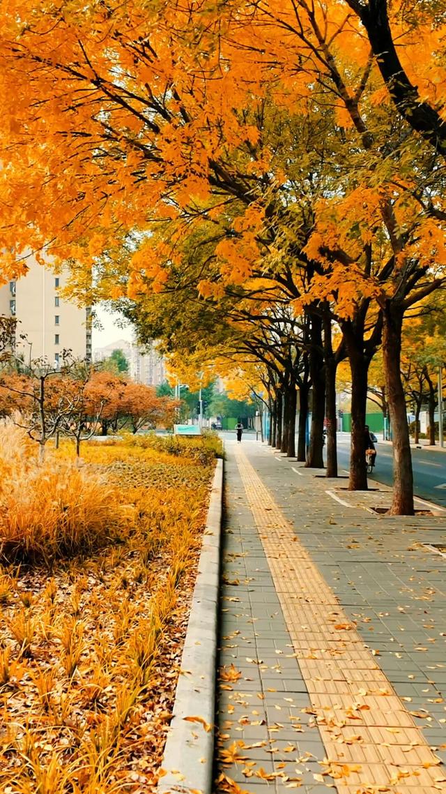 黄金大道秋意浓，石景山这条路进入最佳观赏期！