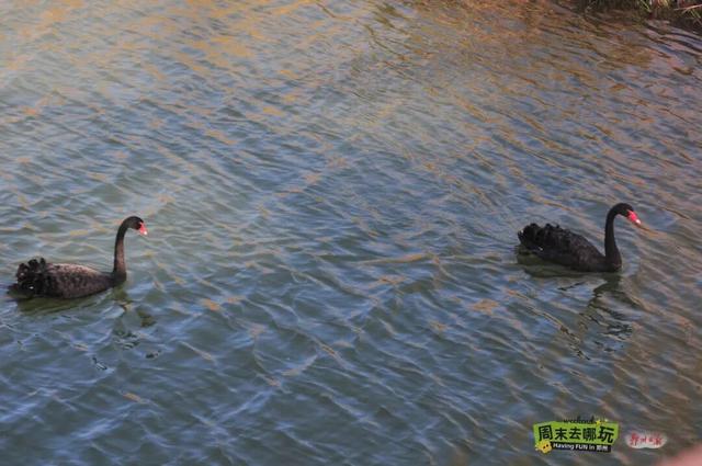 树林里“开”出雕塑盲盒？郑州这个宝藏公园等你解锁