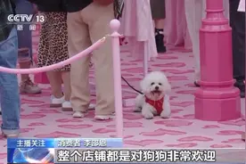 带“毛孩子”社交、逛吃 “宠物友好”型商圈玩转“它经济”图片