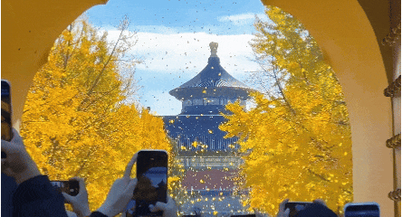 “银杏伞”火出圈！网友：不建议推广，因为我没有