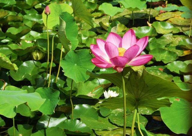 组图丨植物园里好清凉