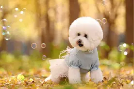 什么狗狗干净又好养？盘点四大干净又好养的宠物狗狗！图片