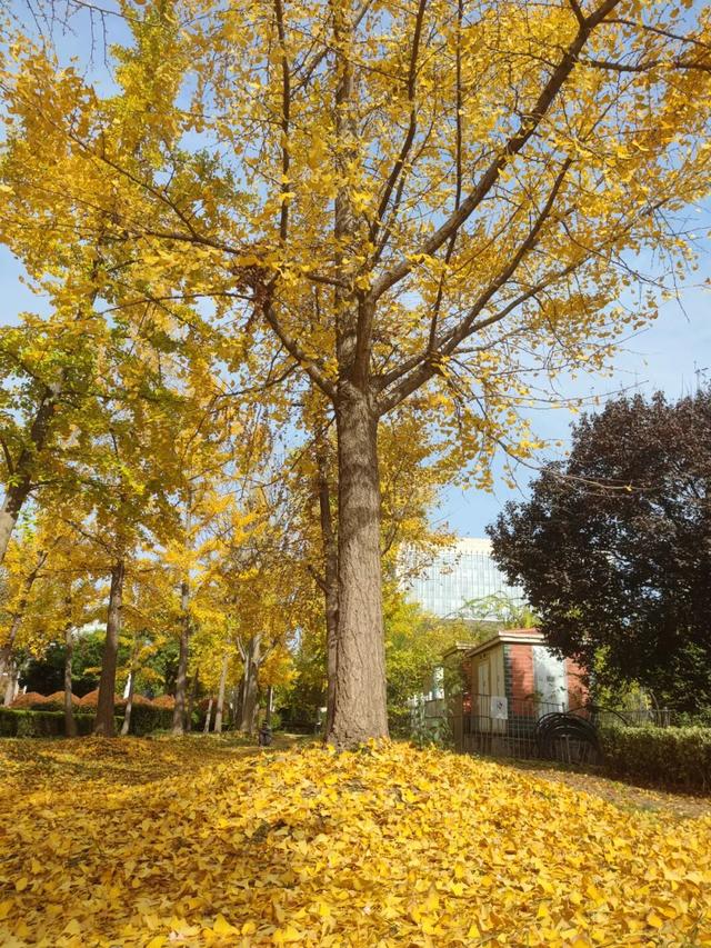 济宁冬季赏叶天花板，错过等一年的绝美景色