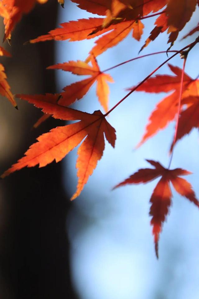 娄底：藏不住的诗意冬景，每帧都美到“心巴”上～