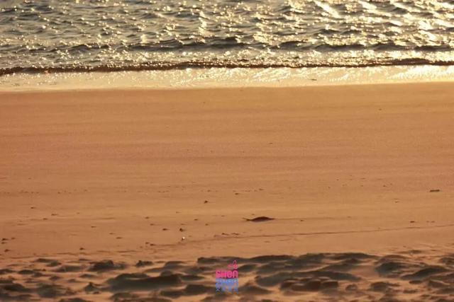 12月起，免费开放！深圳知名景区宣布