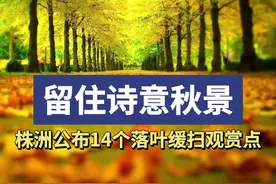 留住诗意秋景！株洲公布14个“落叶缓扫”观赏点图片