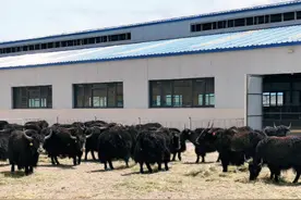 西藏当雄县：这里的牦牛“有身份证”图片