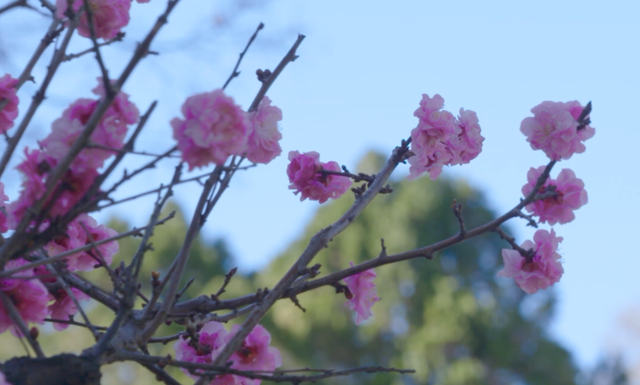 邂逅“梅”好时光！昆明超详细赏梅攻略来了