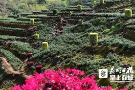 春茶采摘忙  阳光财险来护航图片