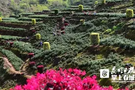 春茶采摘忙  阳光财险来护航图片