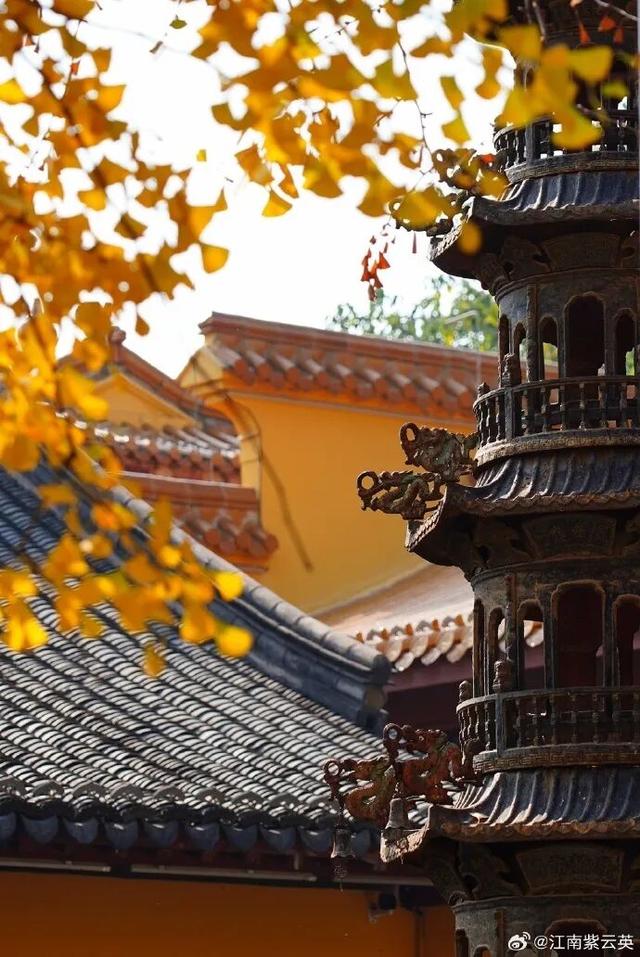 秦淮的银杏，悄悄黄了