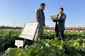 从里到外5个色！新品大白菜亮相，有望明秋走上餐桌图片