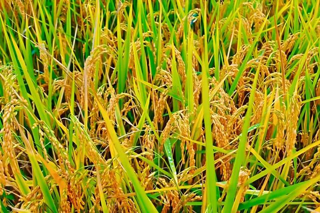 朱提文苑 | 深秋桃源坝 稻香悟初心