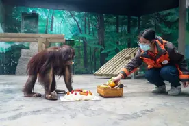 首只在上海野生动物园出生的红猩猩5岁啦，庆生现场收到扭扭车礼物图片