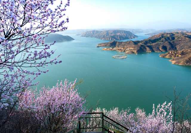黄河畔 桃花醉｜荆紫仙山第十二届桃花节将于3月8日启幕