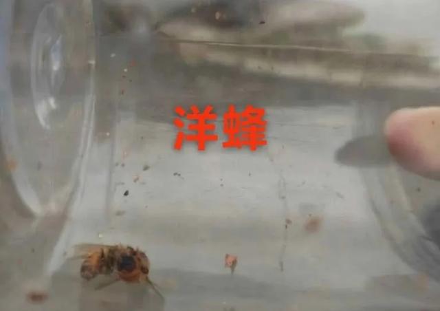 伤亡惨重！浙江两派蜜蜂打群架，民警直接上门劝架