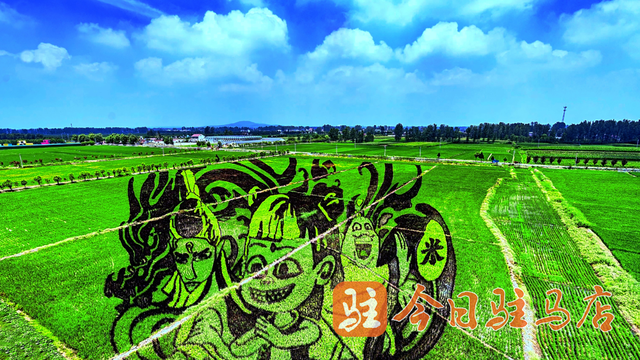 确山留庄：万亩稻田绿意盎然 美景如画