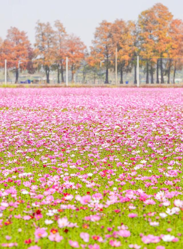 千万粉丝博主打卡中山花海：好美！