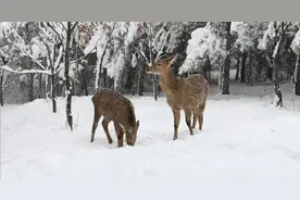 冷冷冷…揭秘东丰梅花鹿的过冬秘籍！！图片