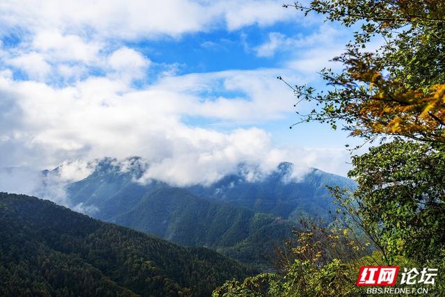 【每日一图@湖南】秋去冬来，赴一场怀化水杉林的红黄盛宴