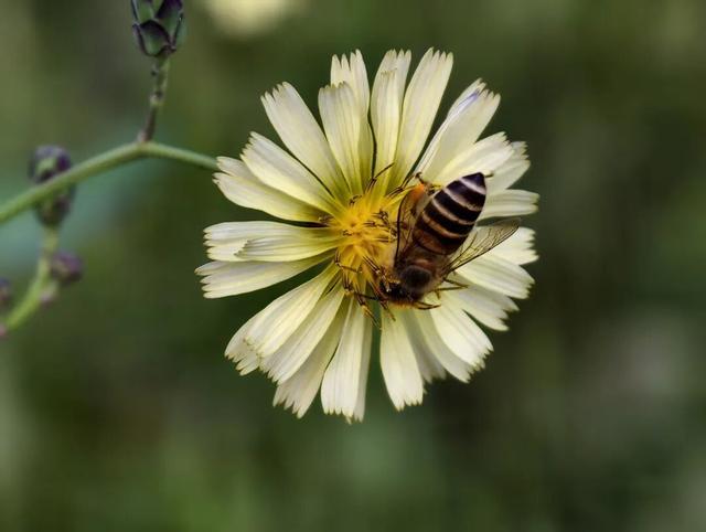 限时开启！花展进行中，还可以带回家→