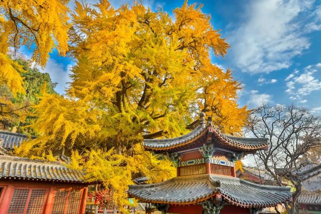 深耕金秋文旅资源，沂水秋季旅游市场热度攀升