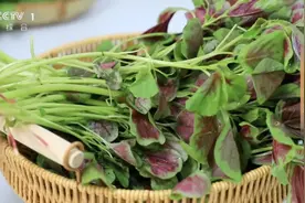 钙含量比牛奶还高！这种“长寿菜”，夏天推荐你多吃！图片