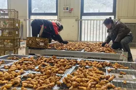 贵州本土企业首次自主出口生姜大蒜到中东市场图片