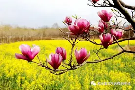 上春山 |油菜花开   郑云霞图片
